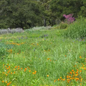 SBBG Meadow, SBBG Photo Contest 2012
