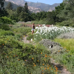visitor on path in Ground Cover Display, SBBG MEadow, SBBG Photo Contest 2012