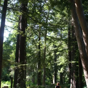 visitor walking on path in Redwood Section, SBBG Photo Contest 2012