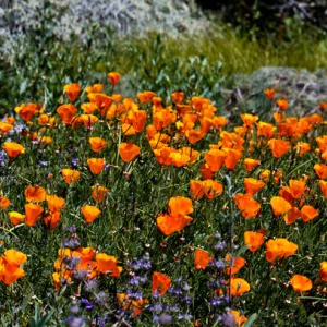 Meadow panorama, wildflower display, SBBG Photo Contest 2012