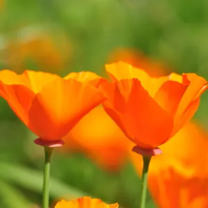 california poppies, SBBG Photo Contest 2012