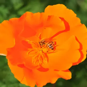 honeybee, poppy flower, SBBG Photo Contest 2012