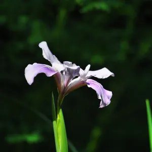Iris, SBBG Photo Contest 2012