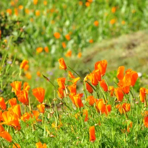 Poppies, SBBG Photo Contest 2012