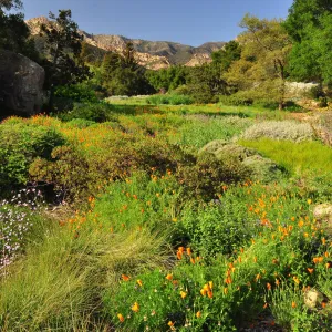 SBBG Meadow, view to the mountains, SBBG Photo Contest 2012