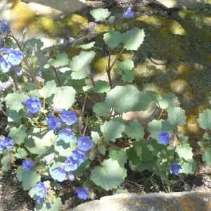 SBBG Photo Contest 2012. Phacelia