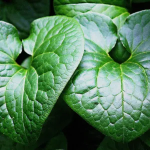 Asarum leaves, SBBG Photo Contest