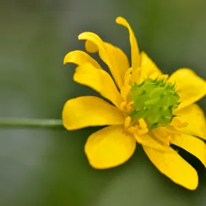 Buttercup, ranunculus flower, SBBG Photo Contest 2012