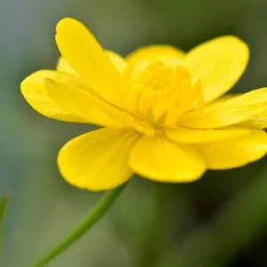 Buttercup, ranunculus flower, SBBG Photo Contest 2012