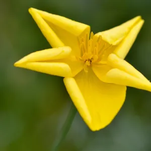 Dendromecon flower, SBBG Photo Contest 2012