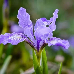 native Iris, SBBG Photo Contest 2012