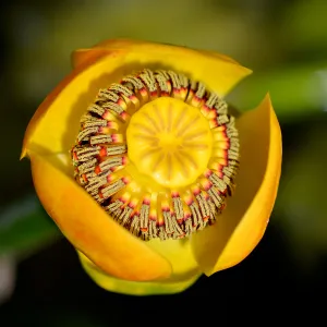 Nuphar, SBBG Photo Contest 2012