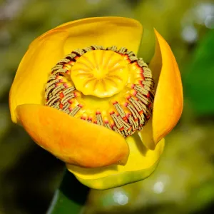 Nuphar, SBBG Photo Contest 2012