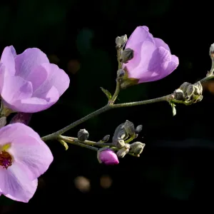 Malacothamnus, SBBG Photo Contest 2012