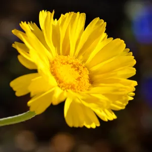 Baileya. SBBG Photo Contest 2012