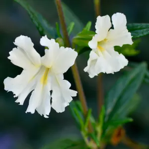 monkeyflower, Mimulus, SBBG Photo Contest 2012