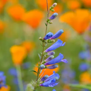 Penstemon and poppies, SBBG Photo Contest 2012