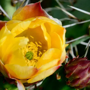 Opuntia (Prickly-pear). cactus flower, SBBG Photo Contest 2012