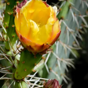 Opuntia (Prickly-pear) cactus flower, SBBG Photo Contest 2012