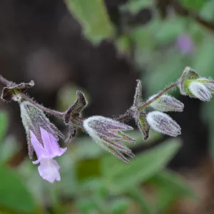 SBBG Photo Contest 2012. Lepechinia fragrans