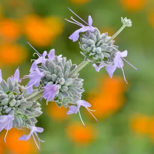 Salvia leucophylla (Purple Sage), SBBG Photo Contest 2012