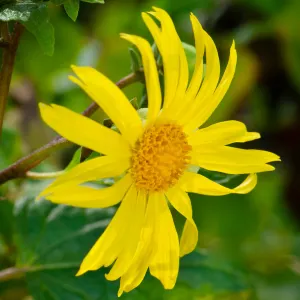 SBBG Photo Contest 2012. Venegasia