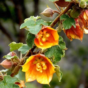 Fremontodendron, SBBG Photo Contest 2012