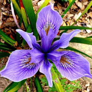 Iris, SBBG Photo Contest 2012