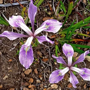 Iris, SBBG Photo Contest 2012