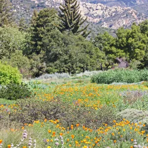 Meadow with mountain view, SBBG Photo Contest 2012