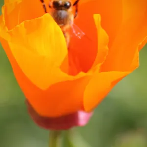 honeybee in poppy flower, SBBG Photo Contest 2012
