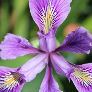 iris, SBBG Photo Contest 2012