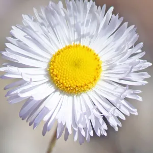 SBBG Photo Contest 2012. Erigeron divergens
