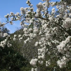 Ceanothus megacarpus at SBBG