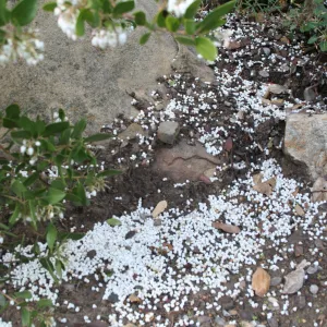 Arctostaphylos Canyon Sparkles at SBBG