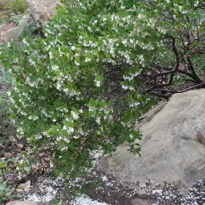 Arctostaphylos 'Canyon Sparkles' at SBBG