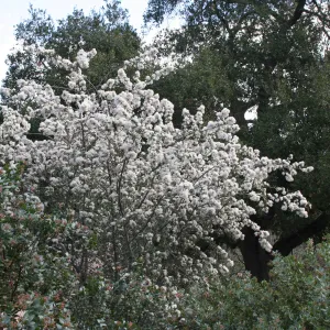 Ceanothus megacarpus in the Manzanita Section