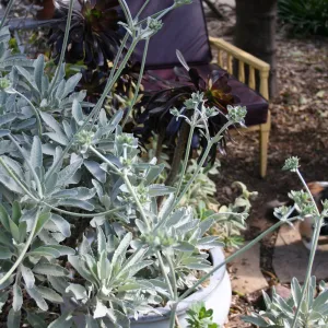 Eriogonum giganteum in Carol Bornstein's garden