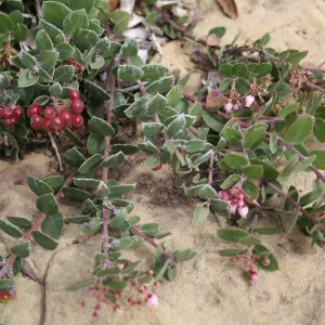 Arctostaphylos 'Arroyo Cascade' at SBBG