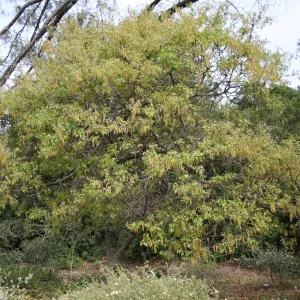 Quercus kelloggii in flower on east edge of Meadow