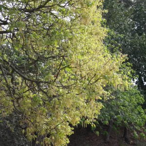 Quercus kelloggii in flower on east edge of Meadow