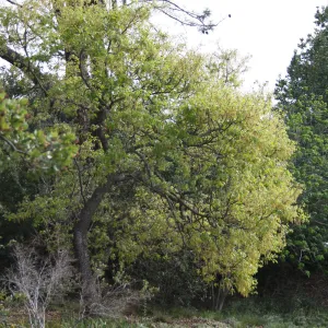 Quercus kelloggii in flower on east edge of Meadow