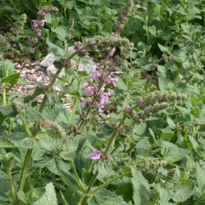 Stachys bullata at SBBG