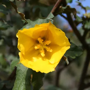 Fremontodendron 