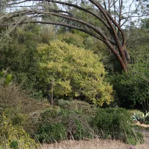 Leaning gray pine on east side of Meadow