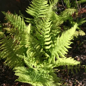 Bracken Fern, Pteridium aquilinum