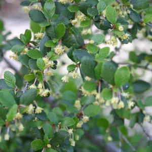 Cercocarpus betuloides at SBBG