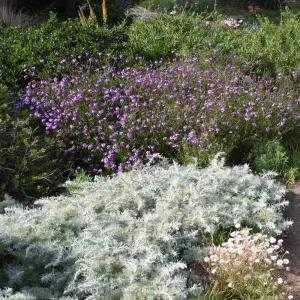 Ground Cover display. Artemisia 'Davids Choice', Verbena 'De la Mina'