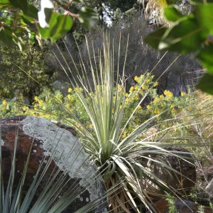 Nolina in the Desert Section