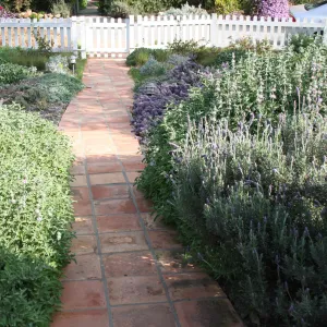 Salvia Pt Sal (Sage) at Wittl garden